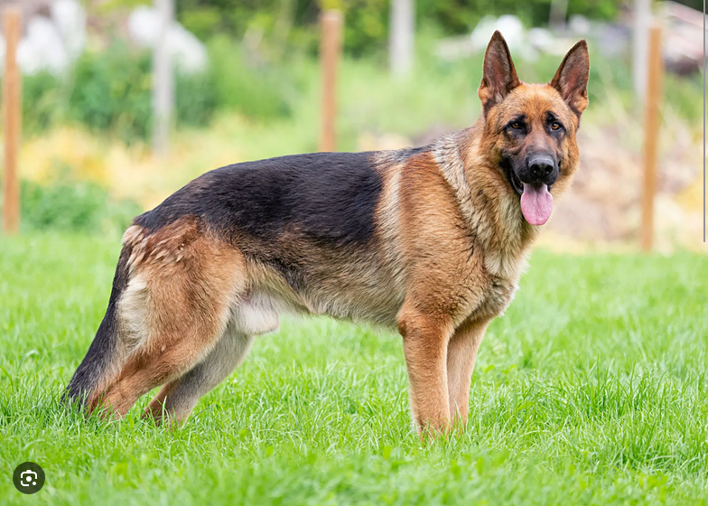 Dog Poop Pickup in Groveland Michigan