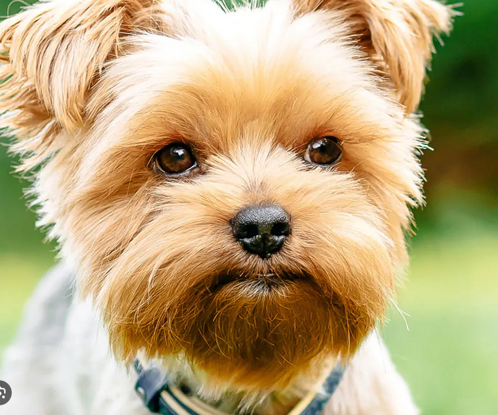 Dog Poop Pickup in Groveland Michigan