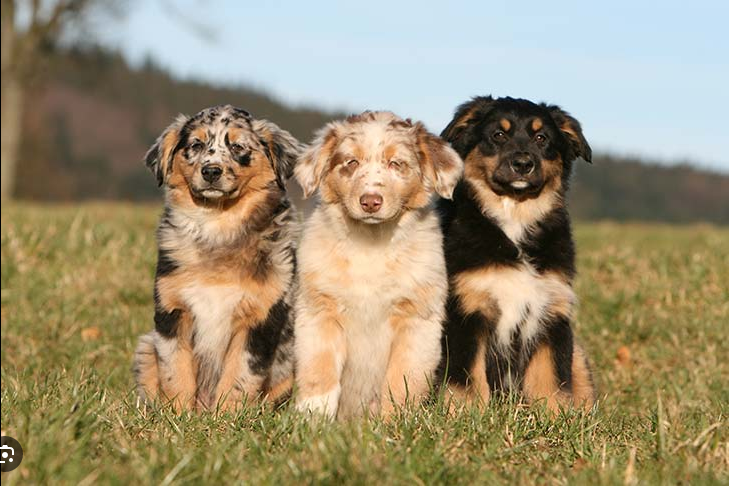 Dog Poop Pickup in Groveland Michigan