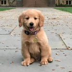 Dog Poop Pickup in Groveland Michigan