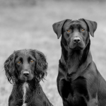 Dog Poop Pickup in Groveland Michigan