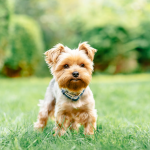 Dog Poop Pickup in Groveland Michigan